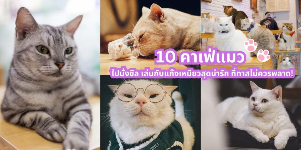 10 คาเฟ่แมว