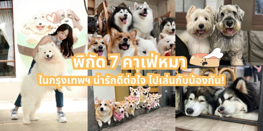 พิกัด 7 คาเฟ่หมา ในกรุงเทพฯ น่ารักดีต่อใจ ไปเล่นกับน้องกัน!