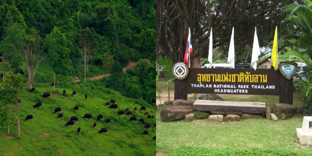 อุทยานแห่งชาติทับลาน ที่เที่ยวปราจีนบุรี ผาเก็บตะวัน วังน้ำเขียว