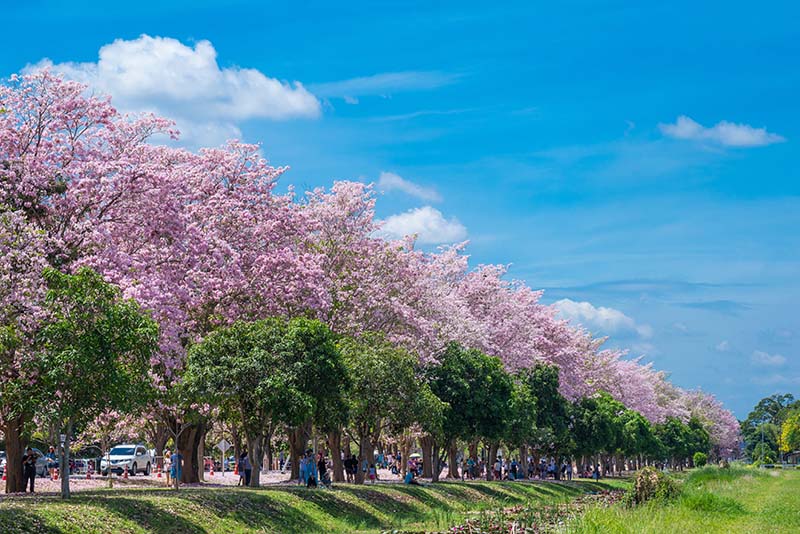 ดอกชมพูพันทิพ ม.เกษตร
