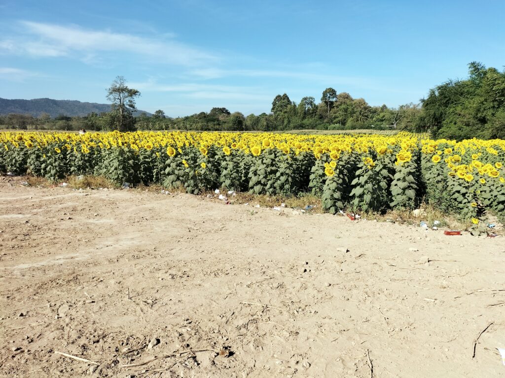 ไร่ทานตะวัน สระบุรี