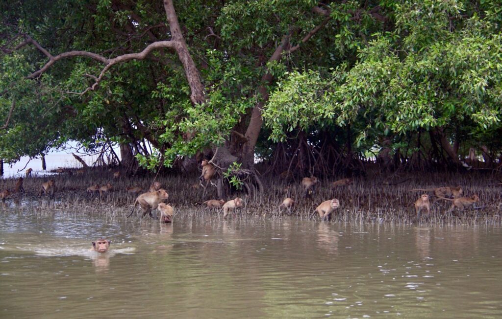 ป่าชายเลน