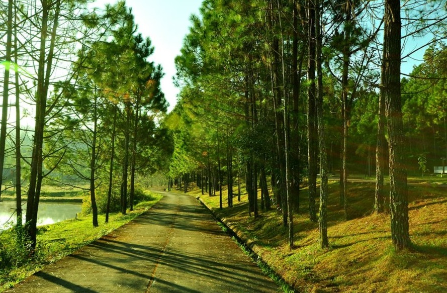 ป่าสนวัดจันทร์