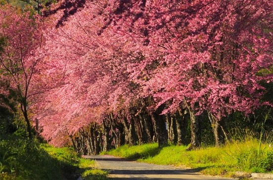 ดอยขุนแม่ยะ