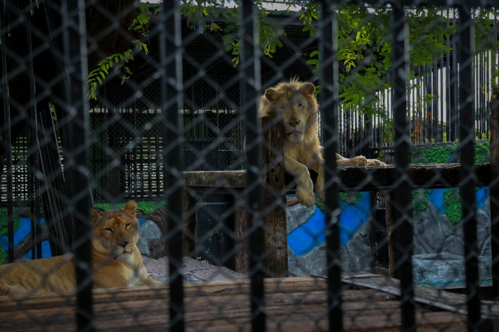 เที่ยวอยุธยา ศรี อยุธยา ไลออน ฟาร์ค