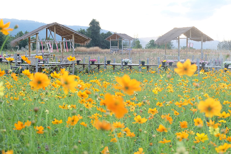 ทุ่งทานตะวันเขาใหญ่ เที่ยวโคราช 2569